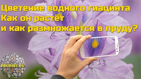 Цветущий водный гиацинт - ЭЙХОРНИЯ! Чистильщик пруда и красивое ...