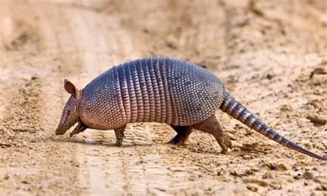 Jovem morre de “doença do tatu” no Piauí; amigo está em estado grave ...