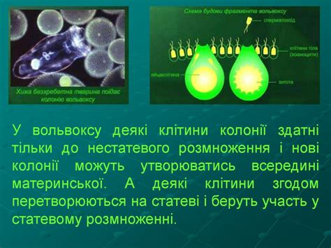 Одноклітинні організми. Явище колоніальності - презентация онлайн