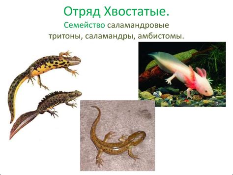Земноводные - презентация онлайн