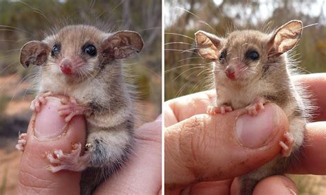 Baby Pygmy Possum