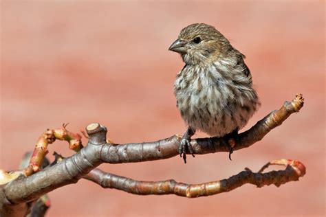 Siskin Photos, Download The BEST Free Siskin Stock Photos & HD Images