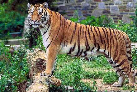 పులి - Wiktionary, the free dictionary