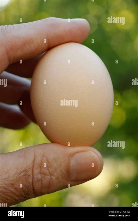 egg  hen stock photo alamy