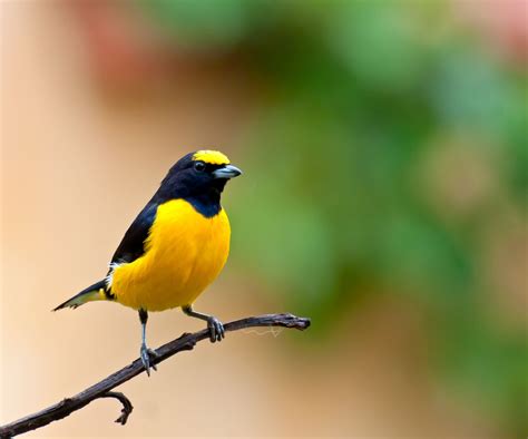 Background High Resolution: bird - Coolwallpapers.me!
