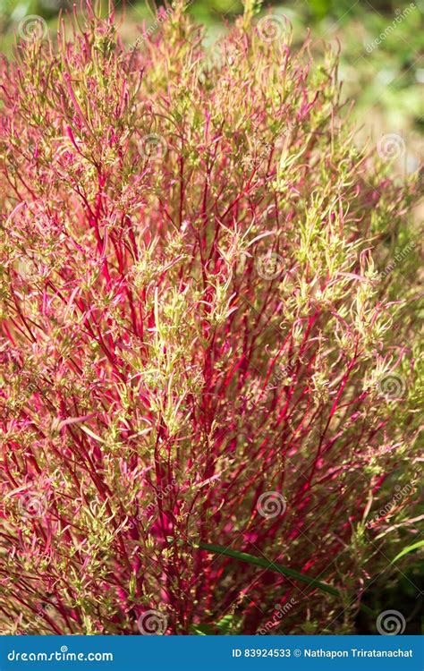 Красные и зеленые кусты Kochia в Ibaraki, Японии Стоковое Изображение ...