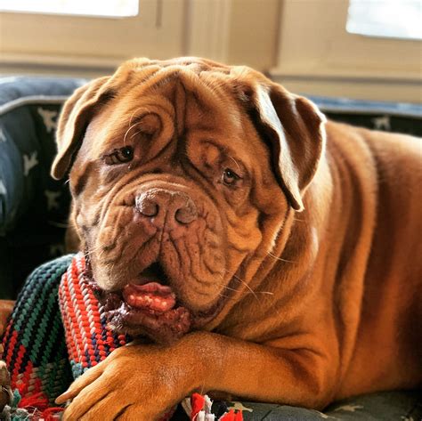 Lifespan and health how long do dogue de bordeauxs live – Artofit