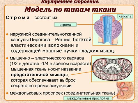 Мужские половые органы - презентация онлайн