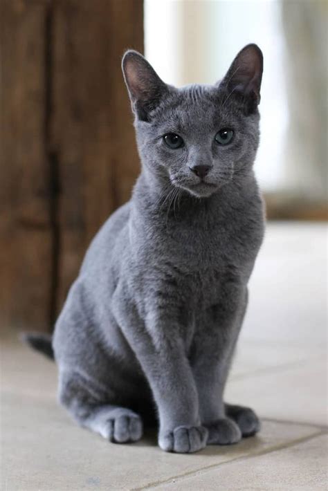Gato azul ruso. | Gato azul ruso, Gatos bonitos, Gatos grises