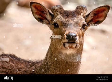 deer   wild stock photo alamy