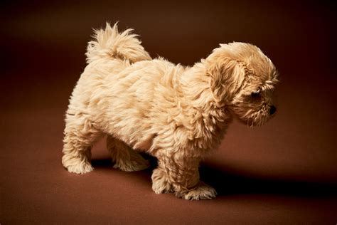 Maltipoo dog breed information facts pictures price – Artofit