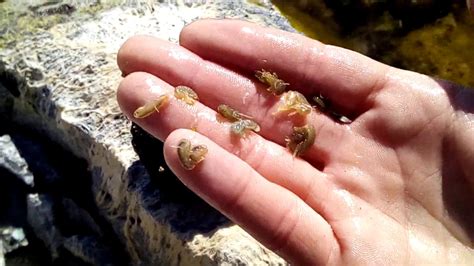 ГДЕ ИСКАТЬ #МОРМЫШ #БОКОПЛАВ #ГАММАРУС #gammarus - YouTube