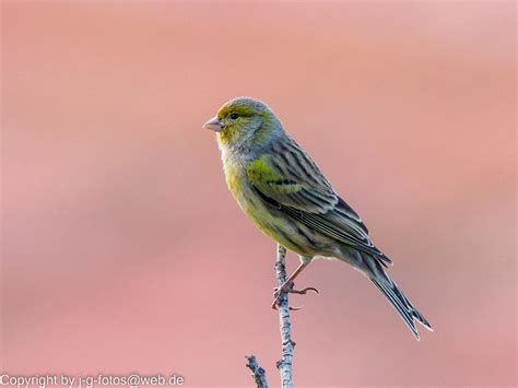 Atlantic Canary | Johannes | Flickr