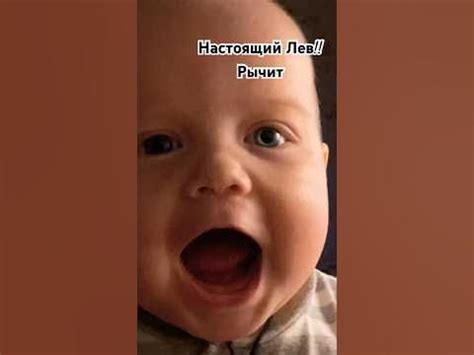 Лев и его рёв 😂 - YouTube
