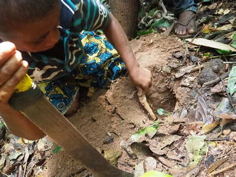 Baaka Pygmies, forest inhabitants of Central Africa - 4/4