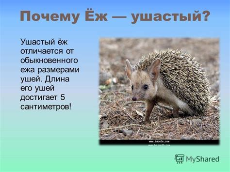 Презентация на тему: "Ушастый Ёж Мартынов Константин 4 «В». Почему Ёж ...