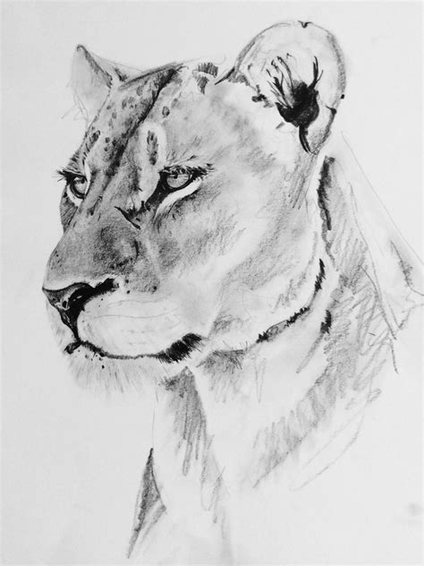 Female Lion Sketch at PaintingValley.com | Explore collection of Female ...