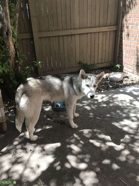 Female Siberian husky - Stud Dog in Colorado Denver , the United States