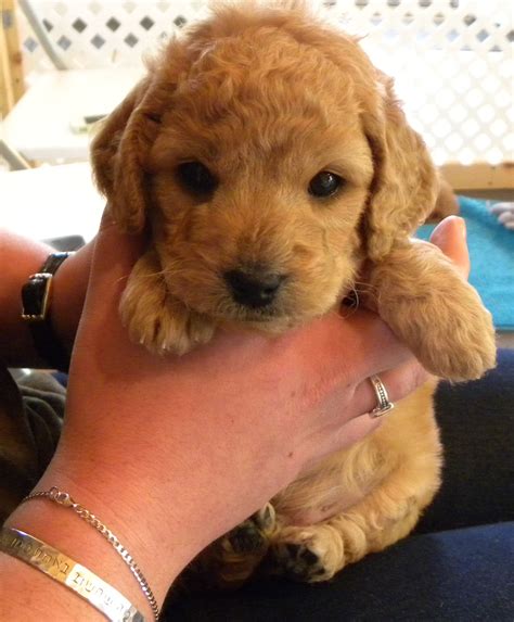 our new baby - mini goldendoodle! | Cute baby animals, Cutest puppy ...