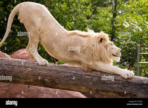 White Lion stretching and smiling on a log at the Toronto Zoo Stock ...
