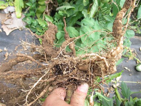 Plant Nematodes