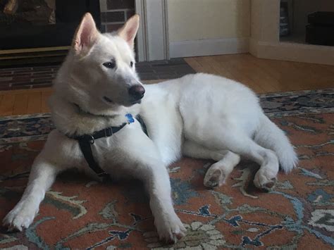 White Alaskan Malamute Husky