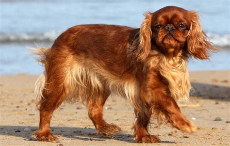 English Toy Spaniel Breed Profile: Things to Know Before Adopting a ...