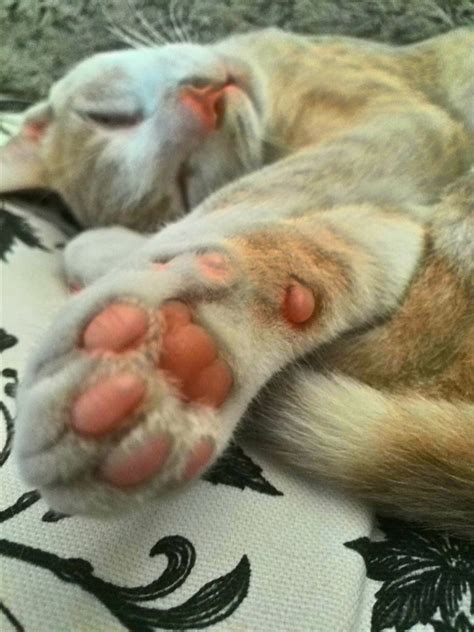Cat Paw Animal - Free photo on Pixabay - Pixabay