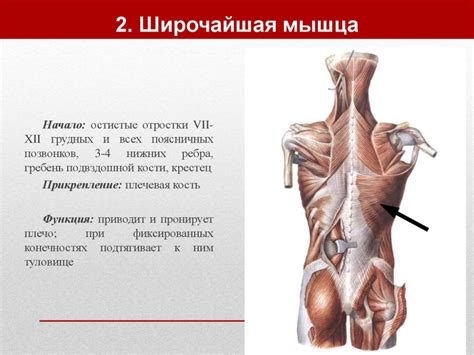 2. Широчайшая мышца | Мышцы, Анатомия, Деятельность человеческого тела