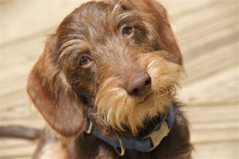 Willow Springs Miniature Wirehaired Dachshunds | Yosemite Sam old