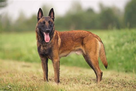 belgian malinois loyal
