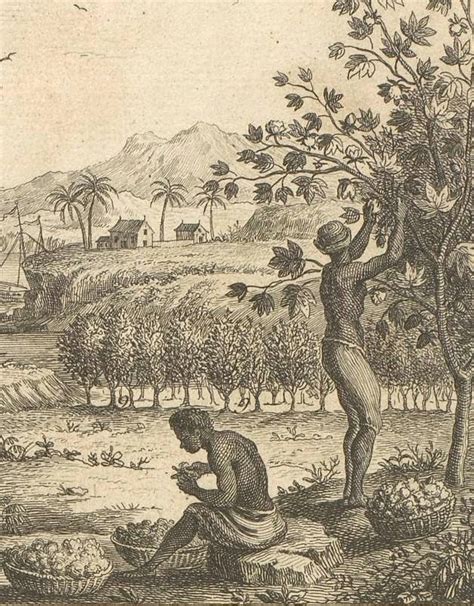 Quando Ocorreu o Ciclo do Algodão no Brasil? Como Foi? – Mundo Ecologia