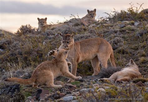 Wildlife of Patagonia Chile and Argentina - atacamaphoto