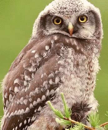 сова подмигнула GIF - Owl Wink - Discover & Share GIFs