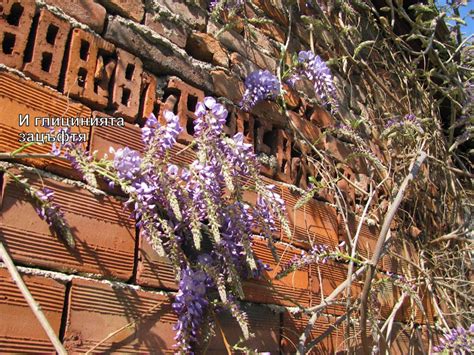 Глициния – Вистерия - Wisteria. Отглеждане - Page 26 - Форум HobbyKafe.com