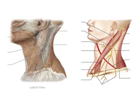 nerves of erb's point Quiz