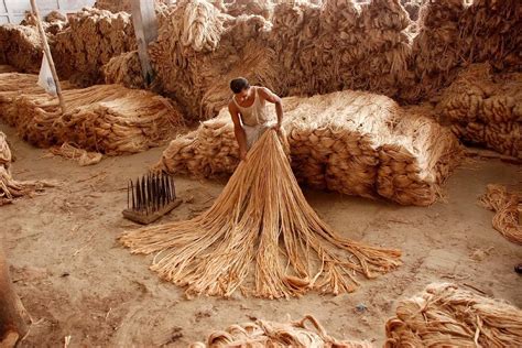 HAVE YOU EVER HEARD OF JUTE? What is Jute? 4 uses of Jute - Go Eco Love