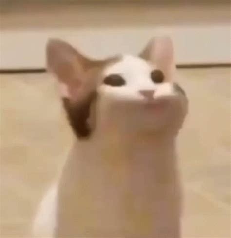 Pop Cat GIF | Pop Cat | Pop cat, Cat memes, Cat gif