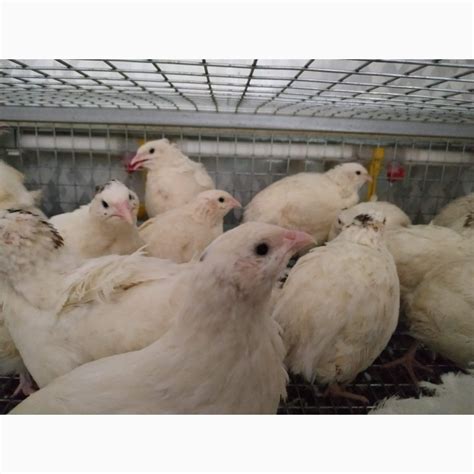 Продам перепелов, Краснодар — APKRU.com