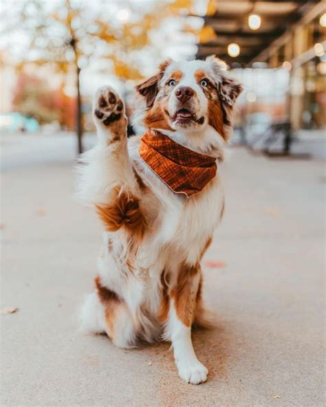 Pin on Very cute dogs