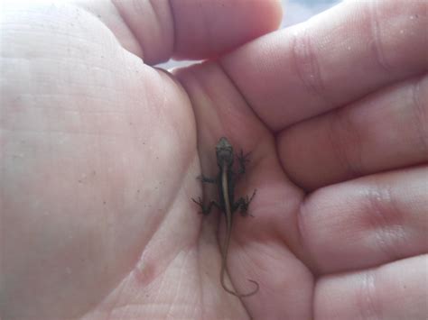 What species is this? Found in New Smyrna Beach, Florida. : r/Lizards