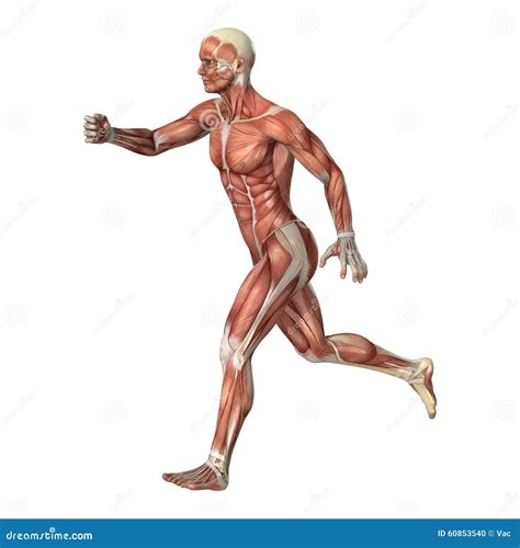 map of muscles in body 5