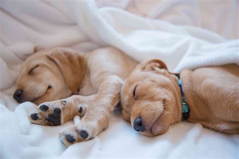 Do Dogs Fit In Their Sleep at Vaughn Gurule blog