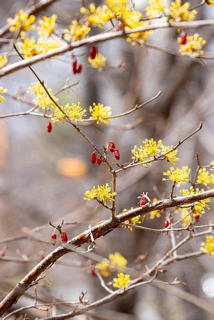 Spring Flowers Nature - Free photo on Pixabay