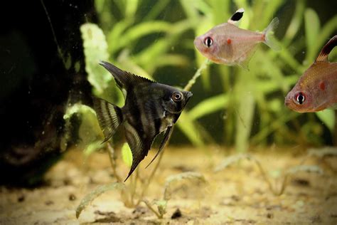 Angel Fish: Anything to do with these magnificent freshwater fish!