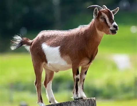 ASIATIC IBEX LIFE EXPECTANCY