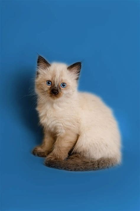 Jack the Charming Ragdoll Kitten with Blue Eyes