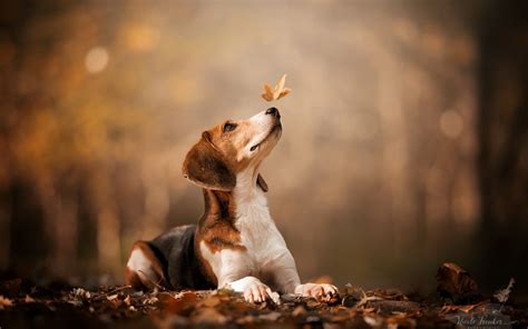 Beagle Wallpaper Desktop