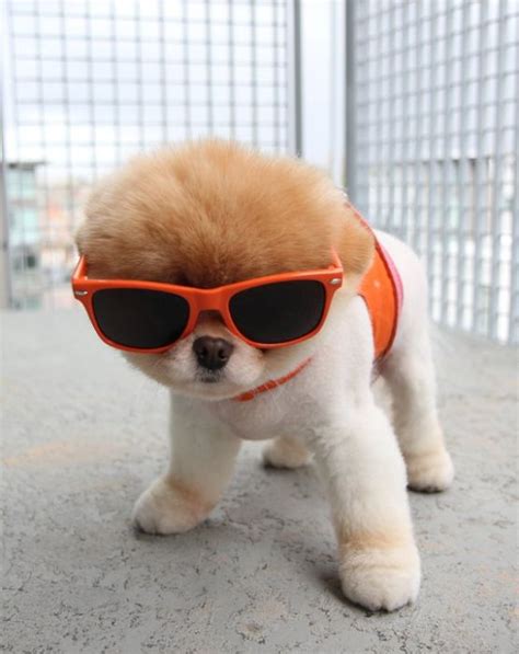 boo el cachorro pomerania mas lindo ahcm