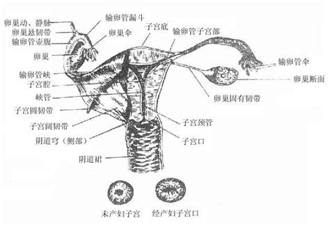 盆部、会阴、盆筋膜、盆膈、盆腹膜腔、盆腔脏器